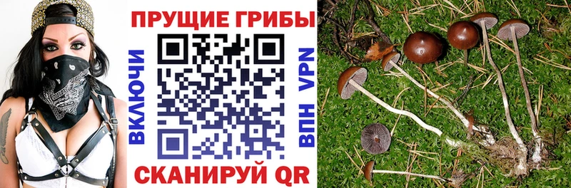 hydra ссылки  Томари  Псилоцибиновые грибы GOLDEN TEACHER  где купить наркоту 